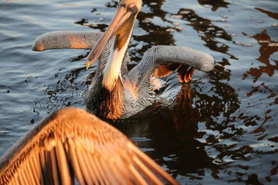 Duck swimming in lake