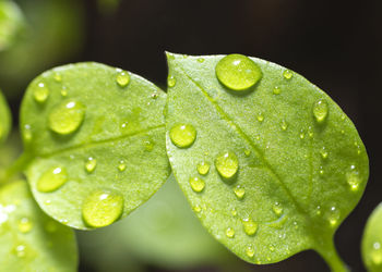 Close-up of raindrops on green leaves