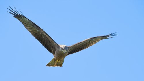 Low angle view of eagle flying in sky