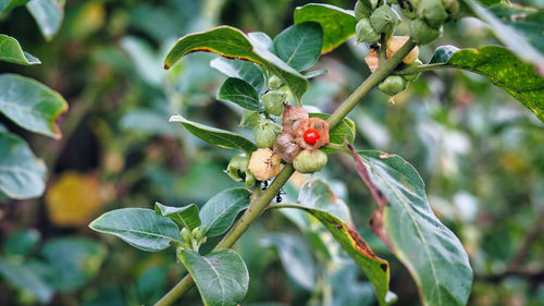 Close-up of berries growing on tree
