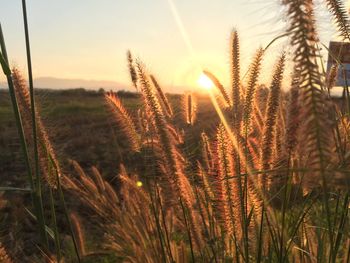 Close-up of stalks in field against sky at sunset