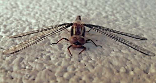 Close-up of insect