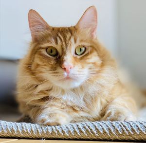 Portrait of ginger cat