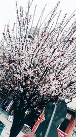 Low angle view of cherry blossom tree in city