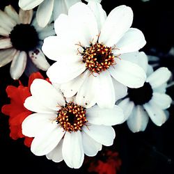 Close-up of white flower