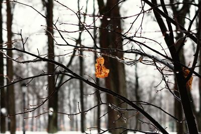 Close-up of a bird on branch