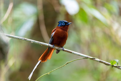 Close-up of bird perching on branch