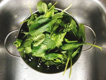 Directly above shot of leaves in container