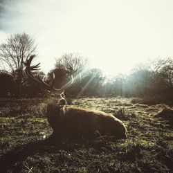 Dog by trees against sky