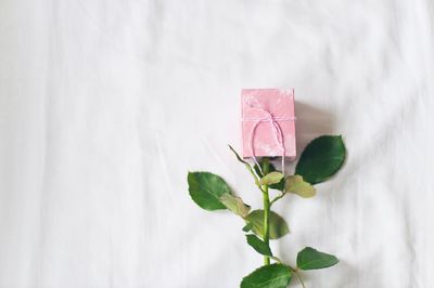 Close-up of pink flowers