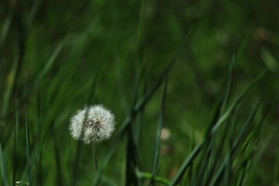 Close-up of dandelion on field