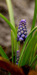 Close-up of plant