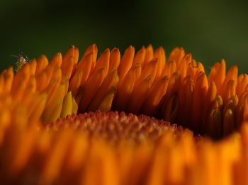 Close-up of orange flowering plant