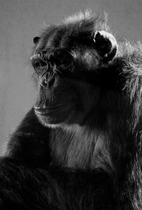 Close-up portrait of gorilla in captivity