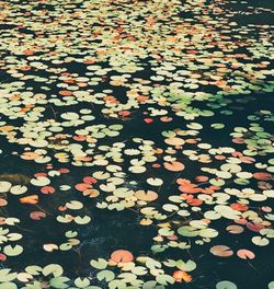 Close-up of leaves floating on water