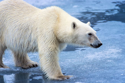 Close up at a polar bear on a ice floe in arctic