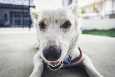 Close-up of dog looking at camera