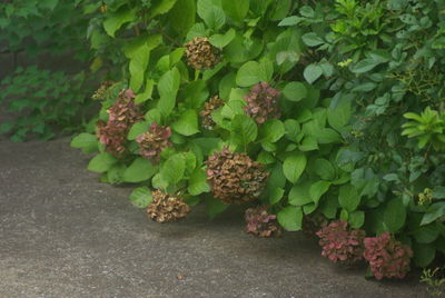 Plants growing on plant