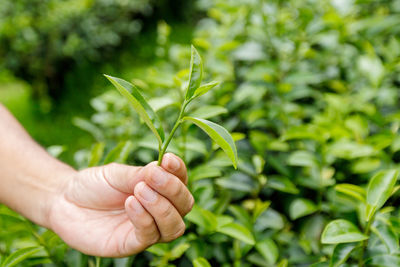 Cropped image of person holding plant