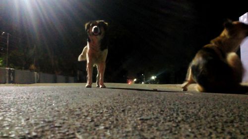 Dog standing on illuminated street at night