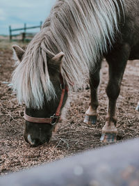 Head shot of horse in paddock