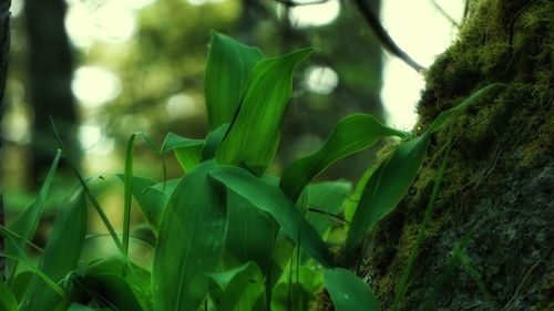 Close-up of fresh green plant