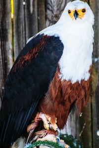 Close-up of bird outdoors