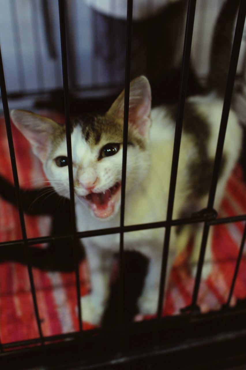 animal themes, pets, domestic animals, one animal, indoors, window, mammal, portrait, looking at camera, domestic cat, close-up, cat, no people, animal head, day, selective focus, glass - material, focus on foreground, feline, red