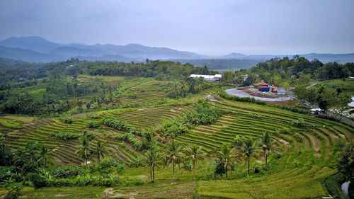 Scenic view of agricultural field against sky