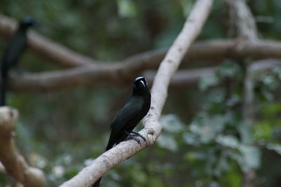 Close-up of bird perching on branch