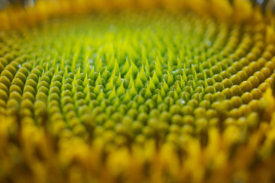 Detail shot of green leaf