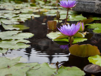 Violet lotus blossoms or water lily flowers blooming on pond. violet water lily