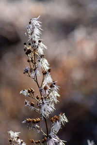 Close-up of wilted plant during winter