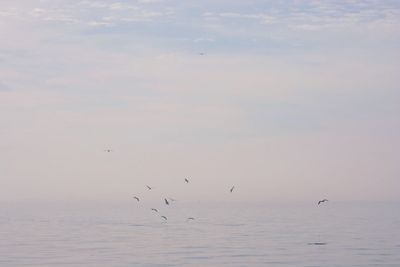 Birds flying over sea