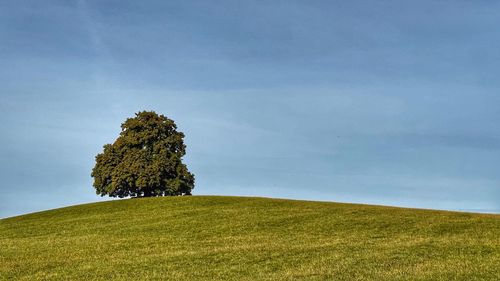 Trees on field against sky