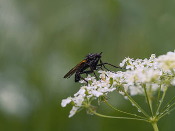 Close-up of insect on plant