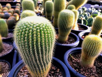 Close-up of succulent plant