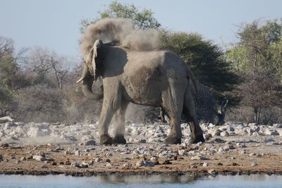 Profile view of elephant standing near waterhole