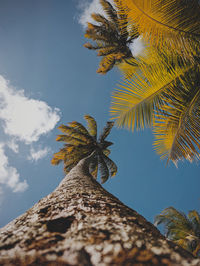 Low angle view of coconut palm tree against sky