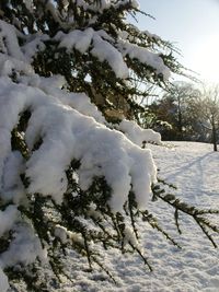 Close-up of snow on tree during winter