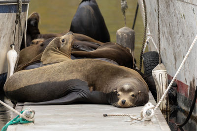 View of seal resting