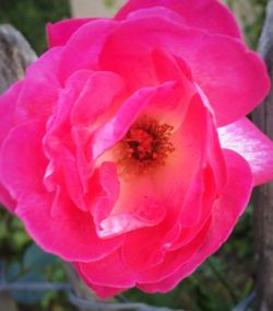 Macro shot of pink rose flower