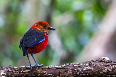 Close-up of a bird perching on branch