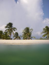 View of palm trees on the beach from the ocean