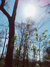 Low angle view of trees against sky