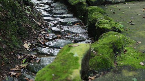 Stream flowing through rocks in forest