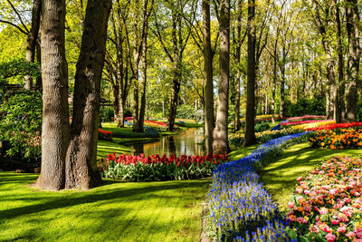 Trees in park