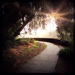 Sun shining through trees