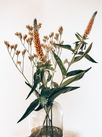 Close-up of plant in vase against white background