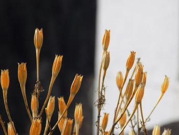 Close-up of wheat growing on field